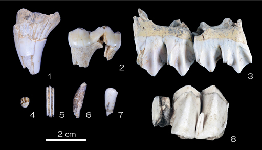 Animal Utilization of the Paleolithic Humans